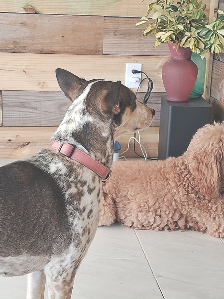 20250419_094828-1_5871